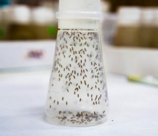 Servicios de Bioinformática: Potencia Científica para la Interpretación Genómica insectos paneles geneticos