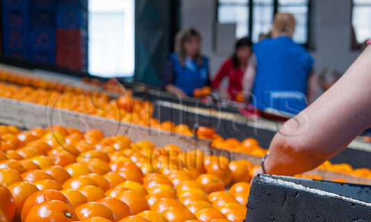 Trabajo en Zaragoza: Oportunidades y Claves para Destacar en el Mercado Laboral prevencion almacenes citricolas zaragoza