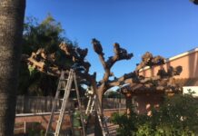 de arboles castellon poda