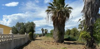 de parcelas de calidad en Castellon limpieza