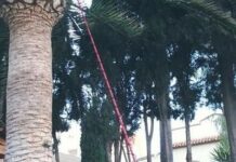 fitosanitarios Castellon tratamientos