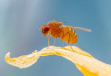 genetica sistemas insectos