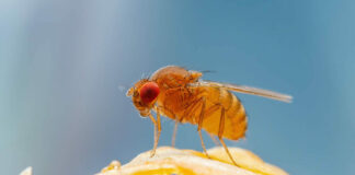 genetica sistemas insectos
