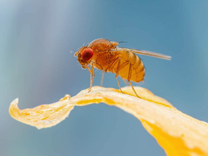 genetica sistemas insectos