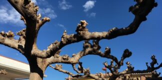 poda de arboles