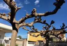 poda y tala de arboles