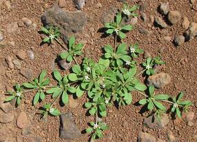 eliminación de hierbas invasoras en mantenimiento de jardin